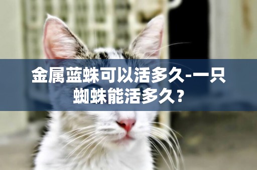 金屬藍蛛可以活多久-一只蜘蛛能活多久？