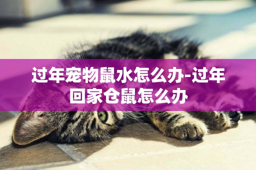 過年寵物鼠水怎么辦-過年回家倉鼠怎么辦