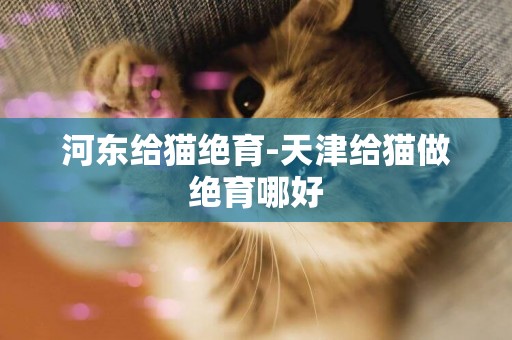 河東給貓絕育-天津給貓做絕育哪好