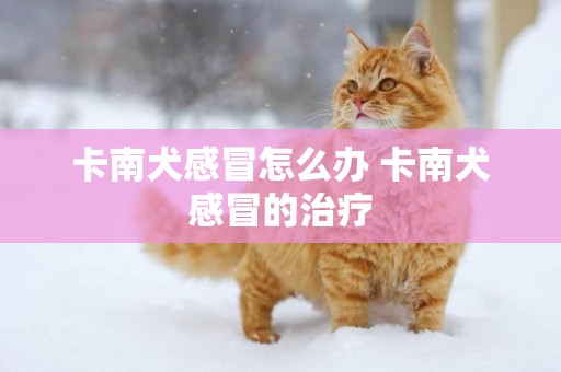 卡南犬感冒怎么辦 卡南犬感冒的治療