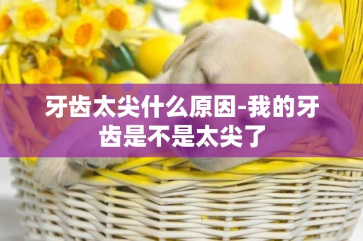 牙齒太尖什么原因-我的牙齒是不是太尖了