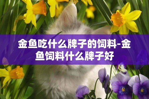 金魚吃什么牌子的飼料-金魚飼料什么牌子好