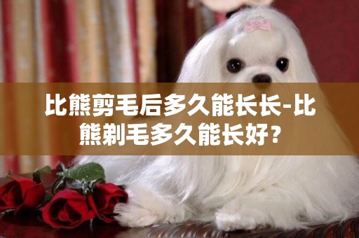 比熊剪毛后多久能長長-比熊剃毛多久能長好？