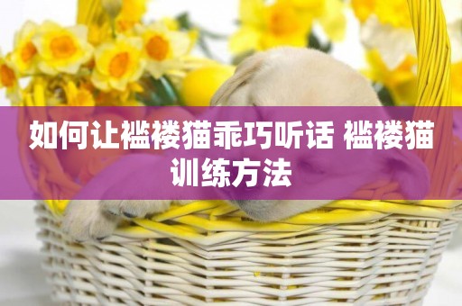 如何讓襤褸貓乖巧聽話 襤褸貓訓練方法