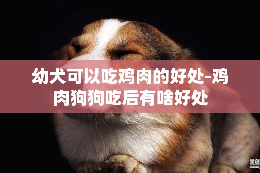幼犬可以吃雞肉的好處-雞肉狗狗吃后有啥好處
