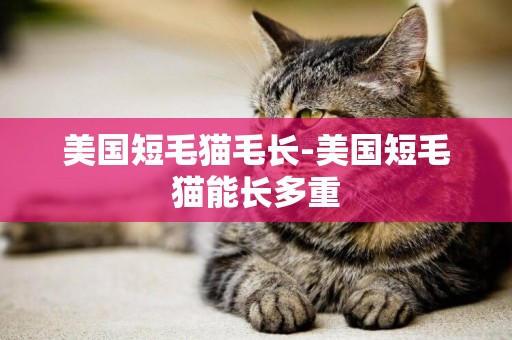 美國短毛貓毛長-美國短毛貓能長多重