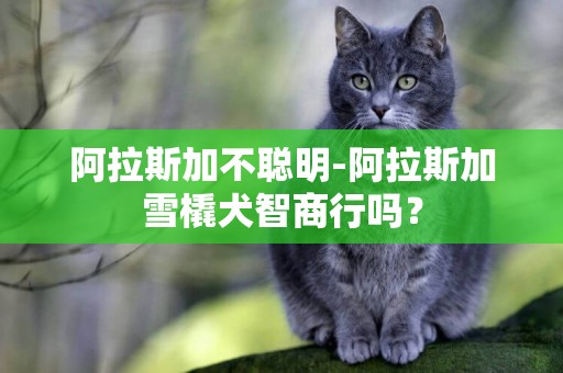 阿拉斯加不聰明-阿拉斯加雪橇犬智商行嗎？