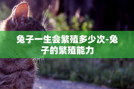 兔子一生會繁殖多少次-兔子的繁殖能力 兔子一生會繁殖多少次-兔子的繁殖能力