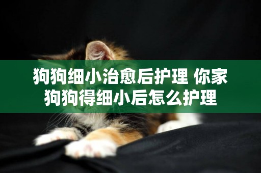 狗狗細小治愈后護理 你家狗狗得細小后怎么護理