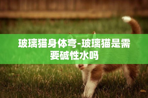 玻璃貓身體彎-玻璃貓是需要堿性水嗎