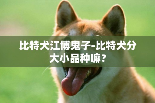 比特犬江博鬼子-比特犬分大小品種嘛？