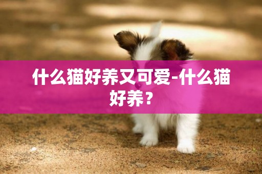 什么貓好養又可愛-什么貓好養？