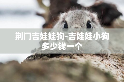 荊門吉娃娃狗-吉娃娃小狗多少錢一個