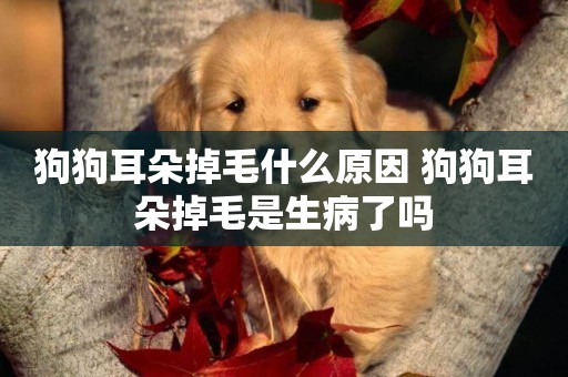狗狗耳朵掉毛什么原因 狗狗耳朵掉毛是生病了嗎