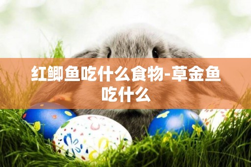 紅鯽魚吃什么食物-草金魚吃什么