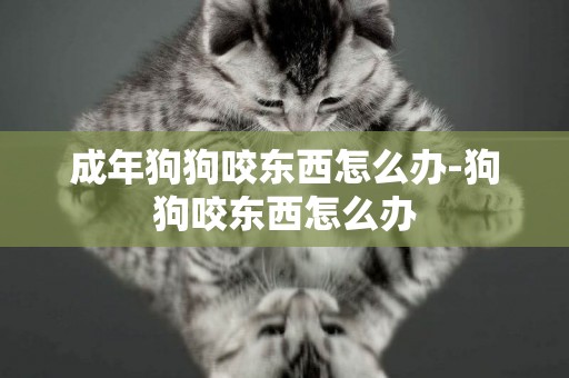 成年狗狗咬東西怎么辦-狗狗咬東西怎么辦