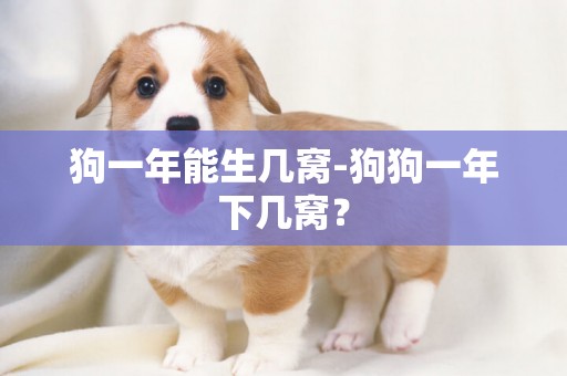 狗一年能生幾窩-狗狗一年下幾窩？
