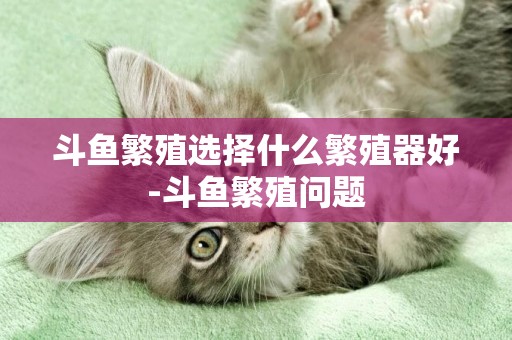 斗魚繁殖選擇什么繁殖器好-斗魚繁殖問題
