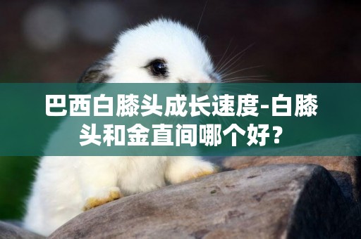巴西白膝頭成長速度-白膝頭和金直間哪個好？