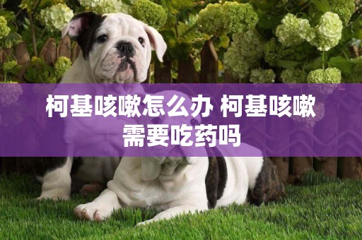 柯基咳嗽怎么辦 柯基咳嗽需要吃藥嗎