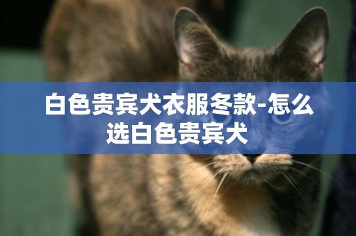 白色貴賓犬衣服冬款-怎么選白色貴賓犬