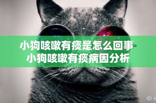 小狗咳嗽有痰是怎么回事 小狗咳嗽有痰病因分析