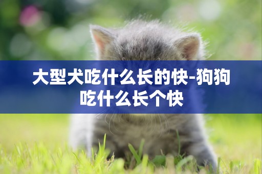 大型犬吃什么長的快-狗狗吃什么長個快