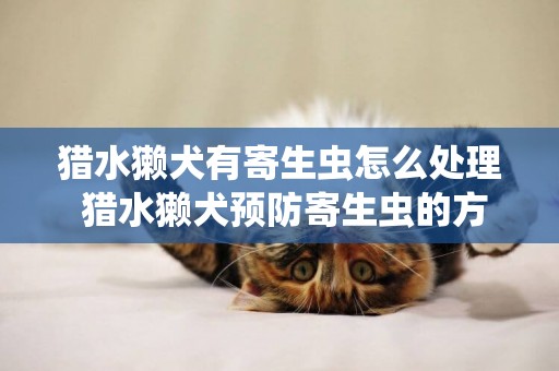 獵水獺犬有寄生蟲怎么處理 獵水獺犬預防寄生蟲的方法