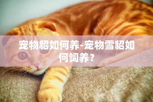 寵物貂如何養-寵物雪貂如何飼養？