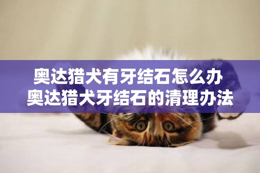 奧達獵犬有牙結石怎么辦 奧達獵犬牙結石的清理辦法