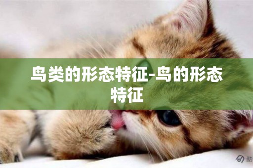 鳥類的形態特征-鳥的形態特征