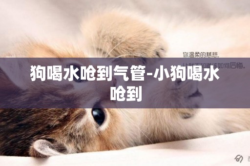 狗喝水嗆到氣管-小狗喝水嗆到