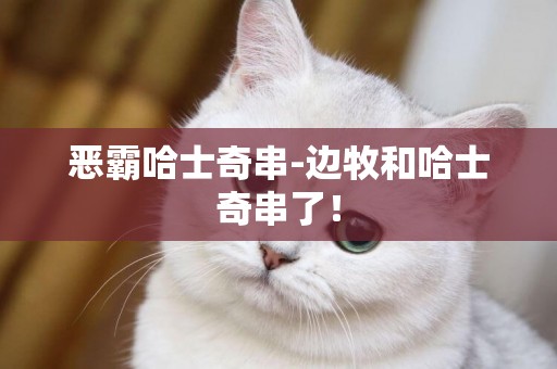 惡霸哈士奇串-邊牧和哈士奇串了！