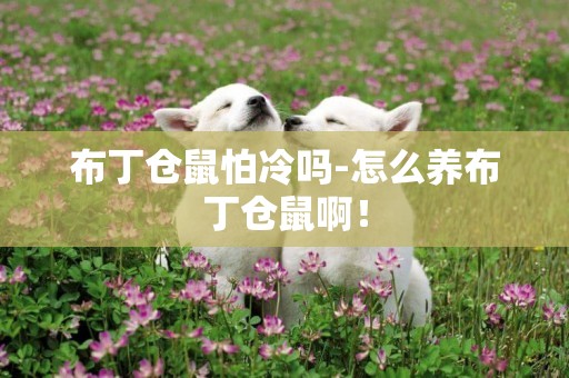 布丁倉鼠怕冷嗎-怎么養布丁倉鼠啊！