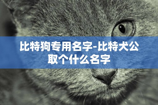 比特狗專用名字-比特犬公取個什么名字