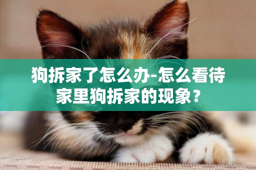 狗拆家了怎么辦-怎么看待家里狗拆家的現象？