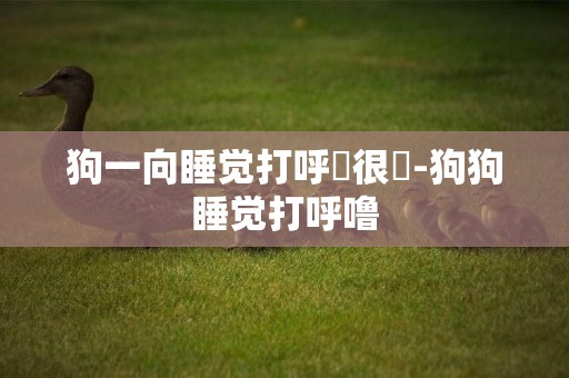 狗一向睡覺打呼嚕很響-狗狗睡覺打呼嚕
