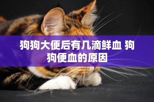 狗狗大便后有幾滴鮮血 狗狗便血的原因