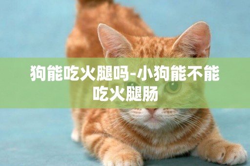 狗能吃火腿嗎-小狗能不能吃火腿腸
