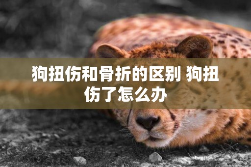狗扭傷和骨折的區別 狗扭傷了怎么辦