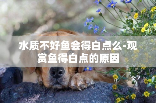 水質不好魚會得白點么-觀賞魚得白點的原因