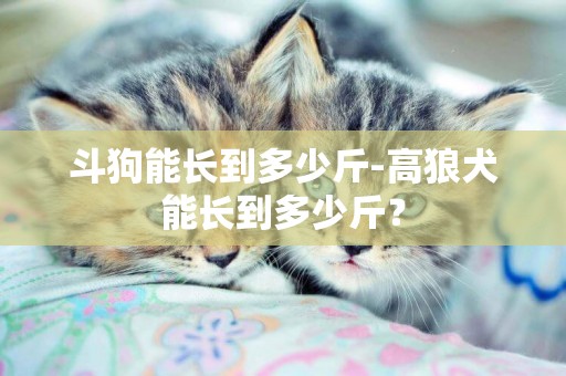 斗狗能長到多少斤-高狼犬能長到多少斤？