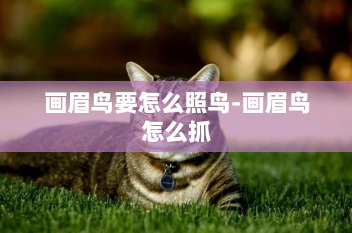 畫眉鳥要怎么照鳥-畫眉鳥怎么抓
