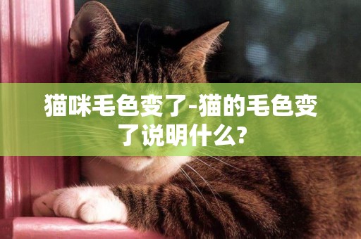 貓咪毛色變了-貓的毛色變了說明什么?