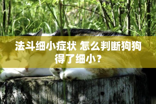 法斗細小癥狀 怎么判斷狗狗得了細小？