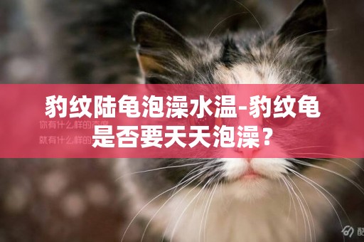 豹紋陸龜泡澡水溫-豹紋龜是否要天天泡澡？