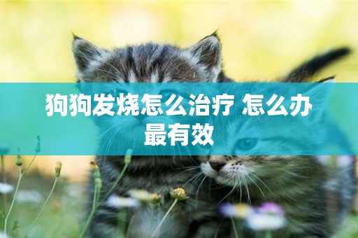 狗狗發燒怎么治療 怎么辦最有效