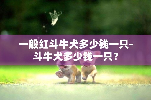 一般紅斗牛犬多少錢一只-斗牛犬多少錢一只？