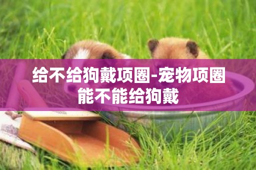 給不給狗戴項圈-寵物項圈能不能給狗戴