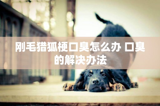 剛毛獵狐梗口臭怎么辦 口臭的解決辦法